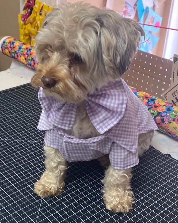 The Posh Pet Boutique Dog Clothes, Dog Boutique